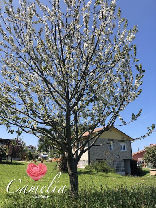 Vila Camelia Casina Rural Albuerne Exteriér fotografie